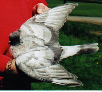 Komorner 1